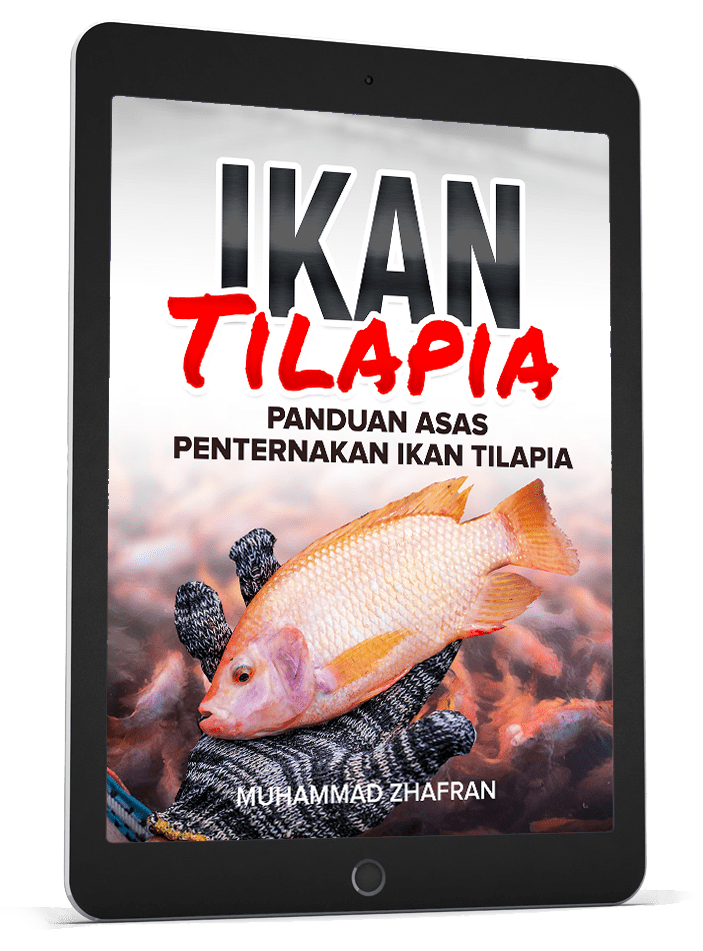 Panduan asas penternakan ikan tilapia