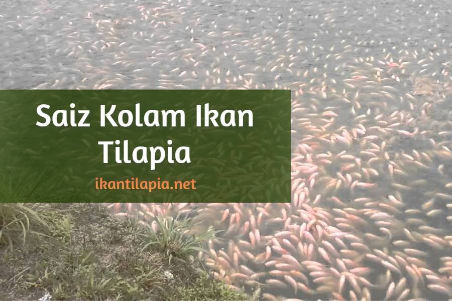 Saiz Kolam Ikan Talapia