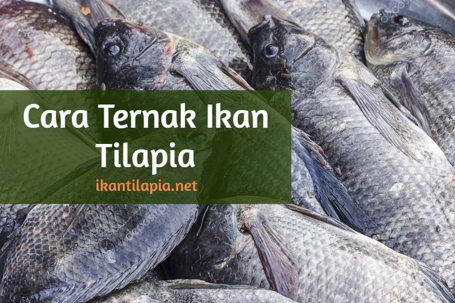 Cara Ternak Ikan Talapia