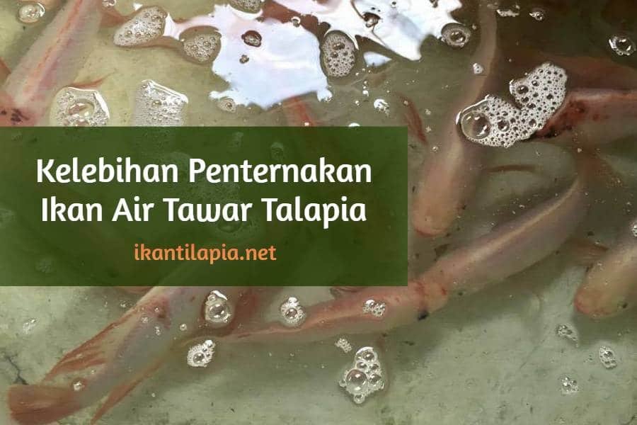 Kelebihan Penternakan Ikan Air Tawar Talapia