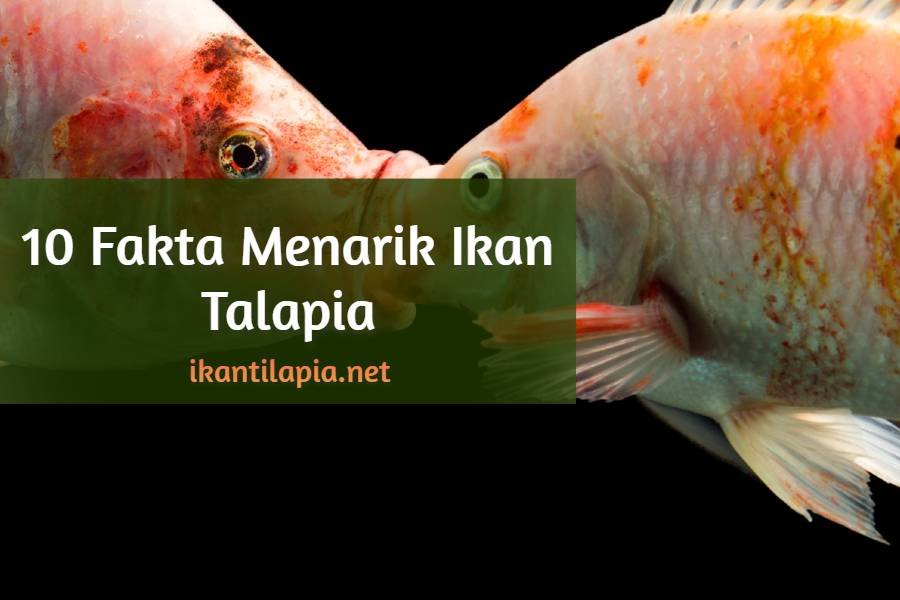 10 Fakta Menarik Ikan Talapia