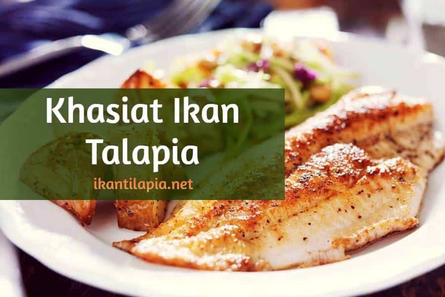 Khasiat ikan Talapia