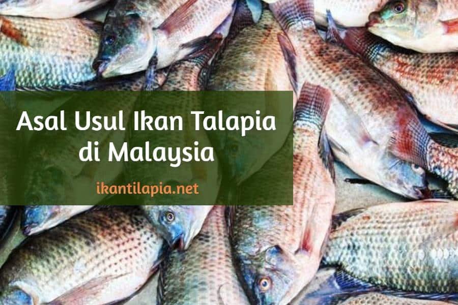 Asal Usul Ikan Talapia di Malaysia
