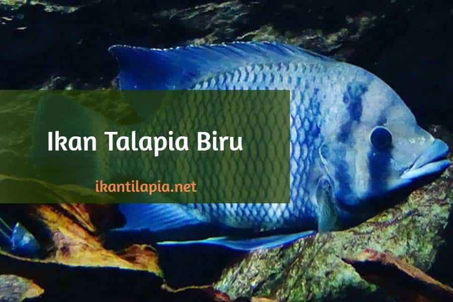 Ikan Talapia Biru