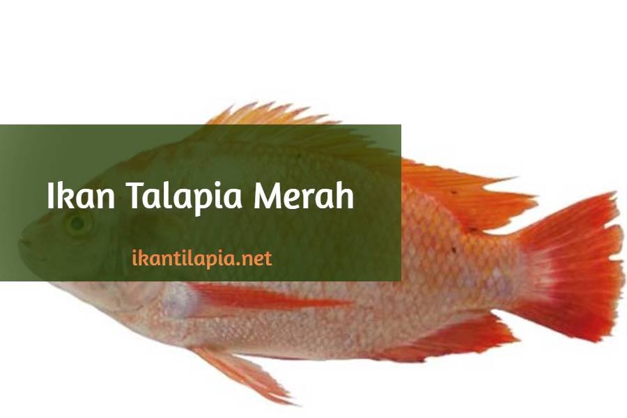 Asal Usul Ikan Talapia Merah di Malaysia