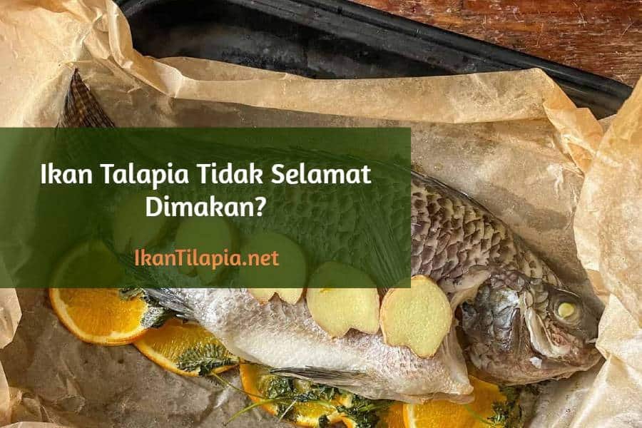 Ikan Talapia Tidak Selamat Dimakan?