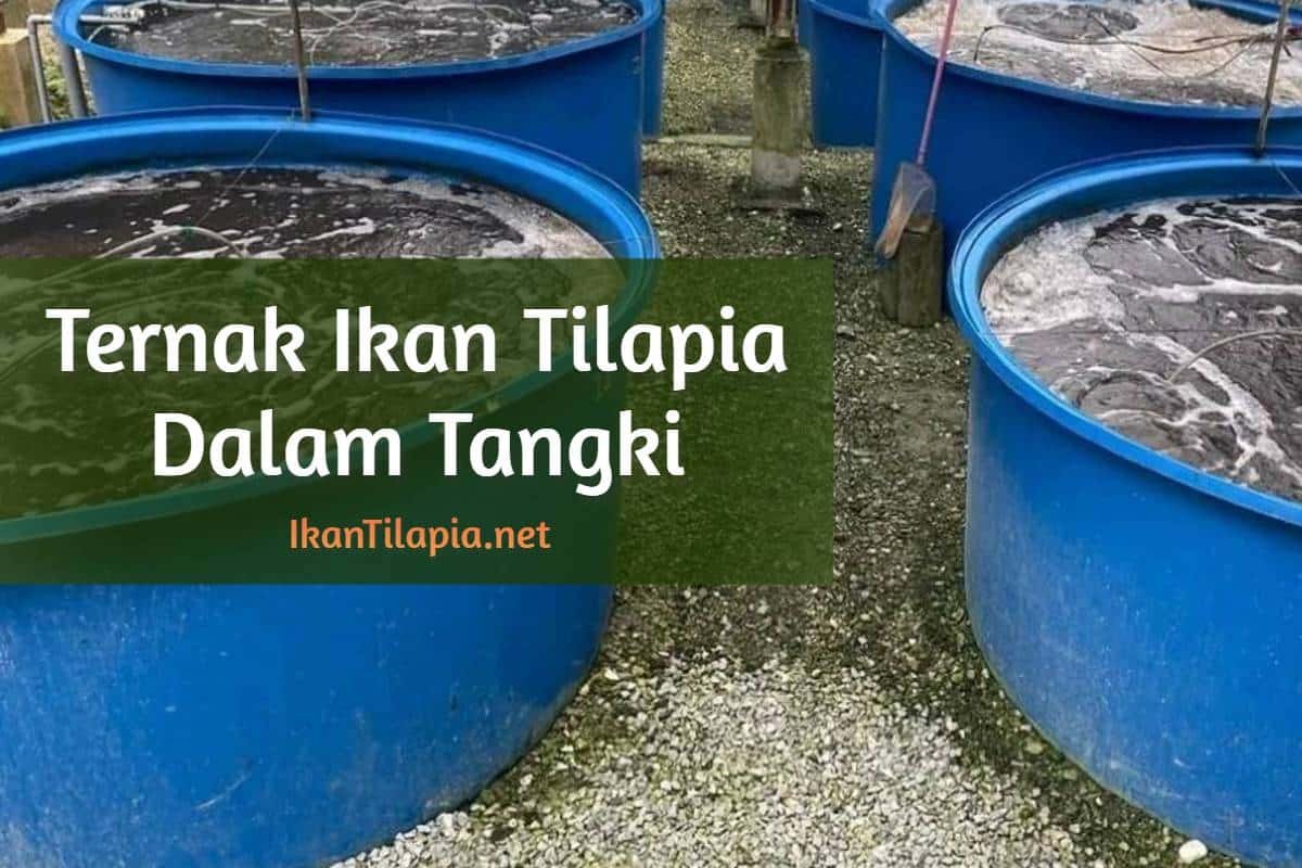 Ternak Ikan Tilapia Dalam Tangki